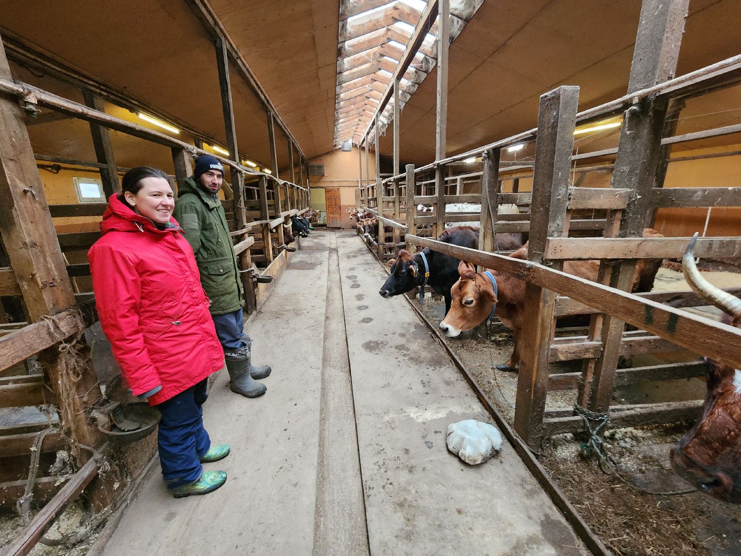 Чехов, деревня Булычево, ферма Черный лис, молочное производство, животноводство, сельское хозяйство, производство молочных продуктов, авторские сыры, традиционные сыры,импортозамещение,меры поддержки,