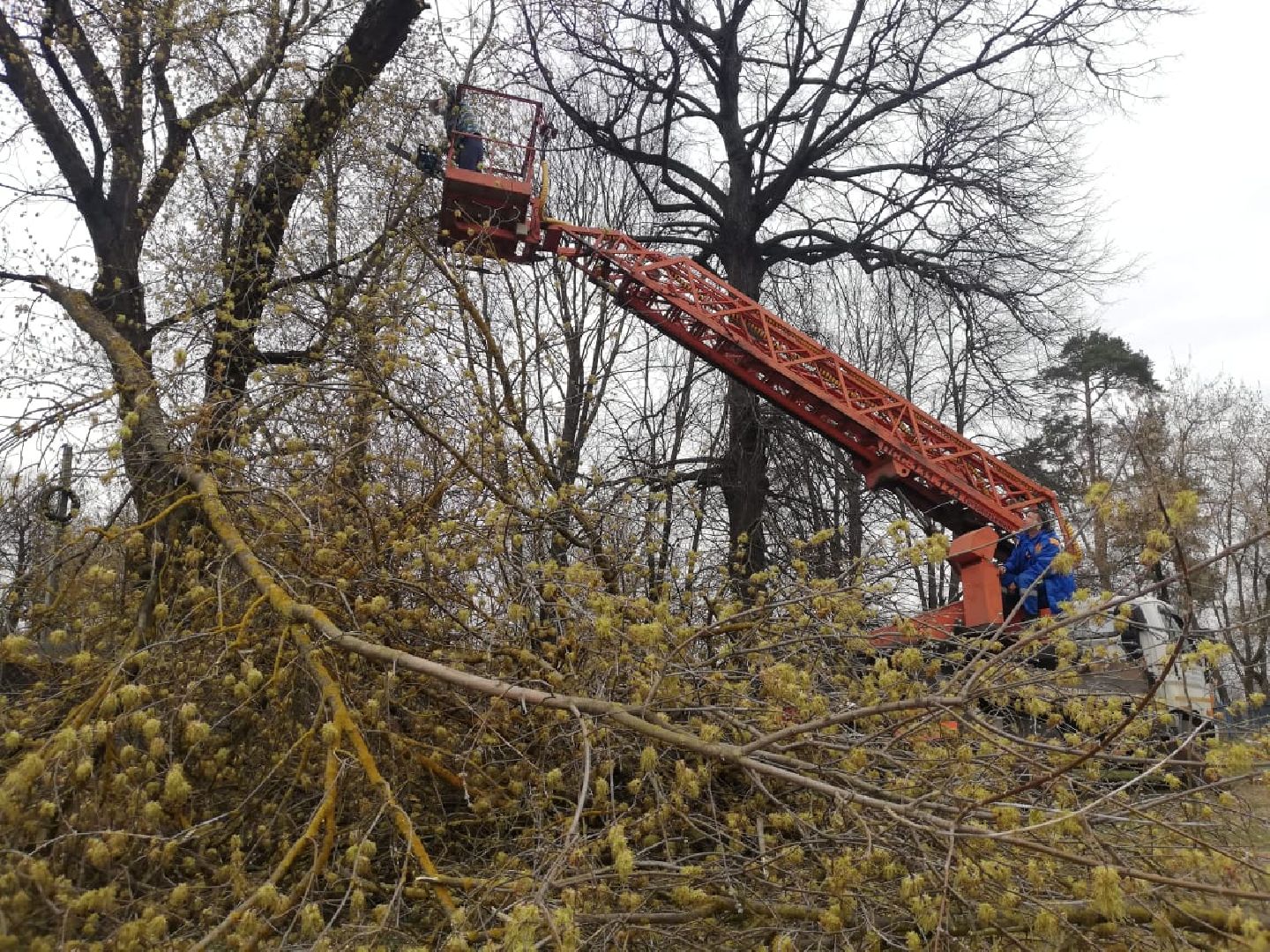 сухостойные деревья, парки Домодедова, благоустройство