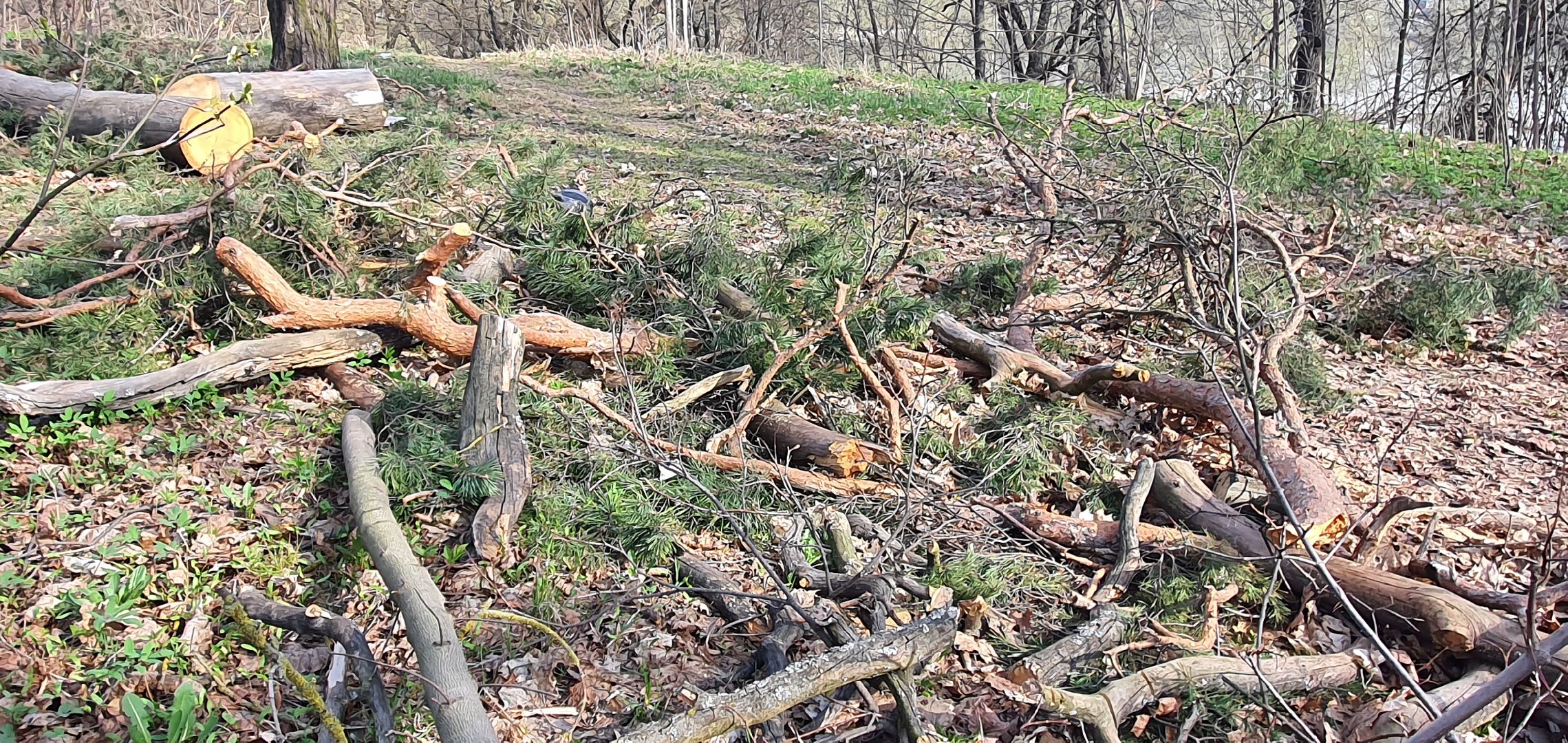 сухостойные деревья, парки Домодедова, благоустройство