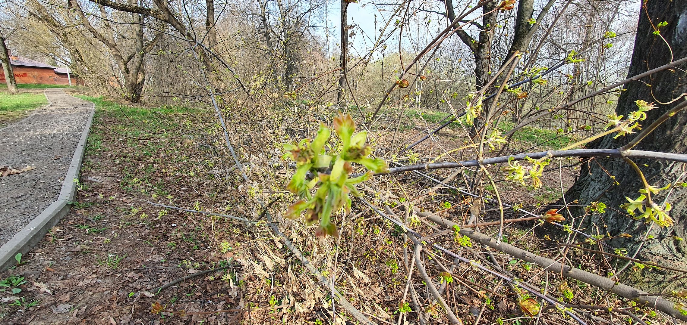 сухостойные деревья, парки Домодедова, благоустройство