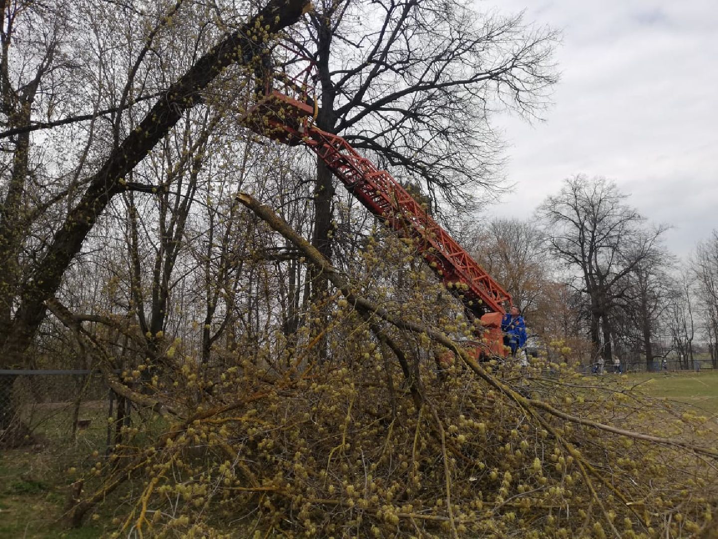 сухостойные деревья, парки Домодедова, благоустройство