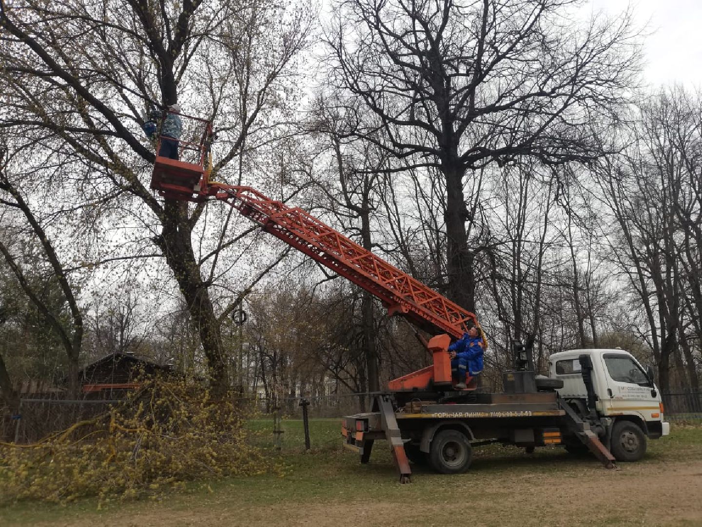 сухостойные деревья, парки Домодедова, благоустройство