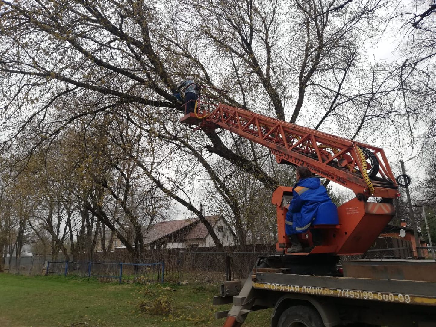 сухостойные деревья, парки Домодедова, благоустройство
