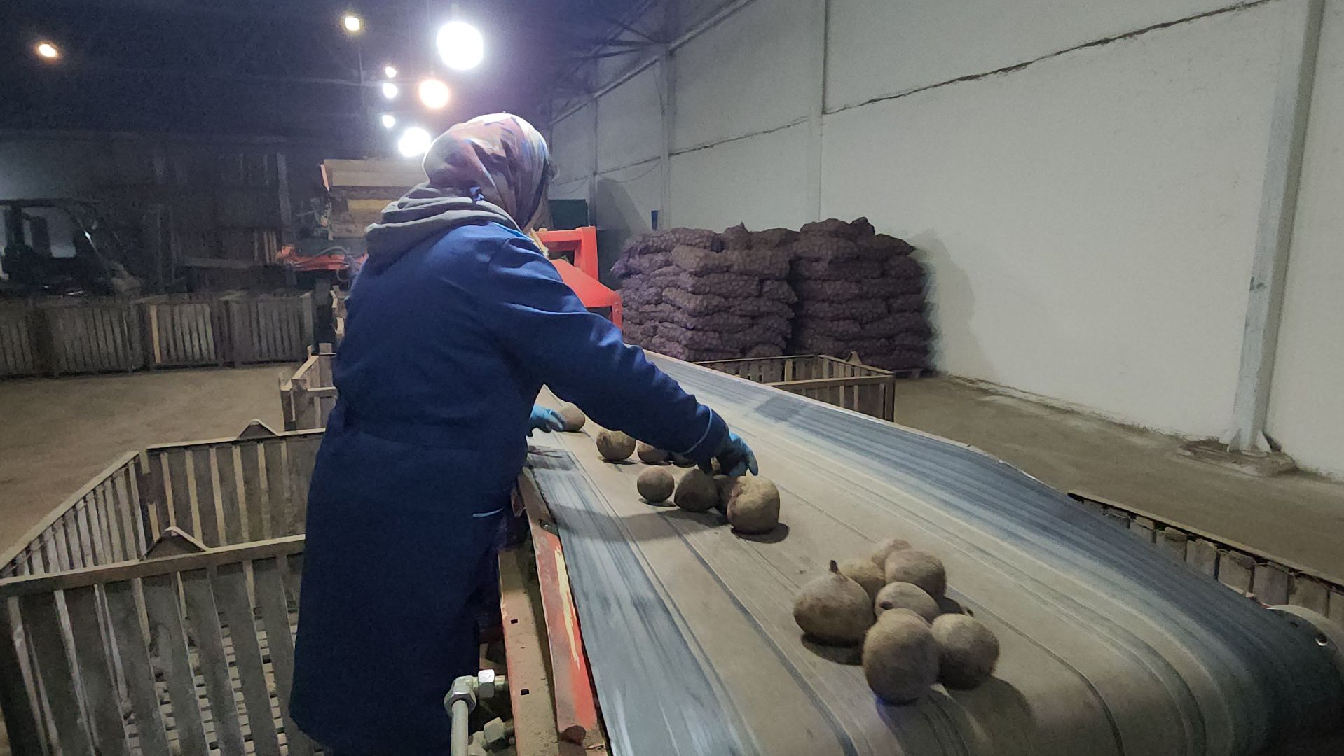 серпухов, сельское хозяйство, ао дашковка, свекла, овощная база, продовольствие, вертикалки,