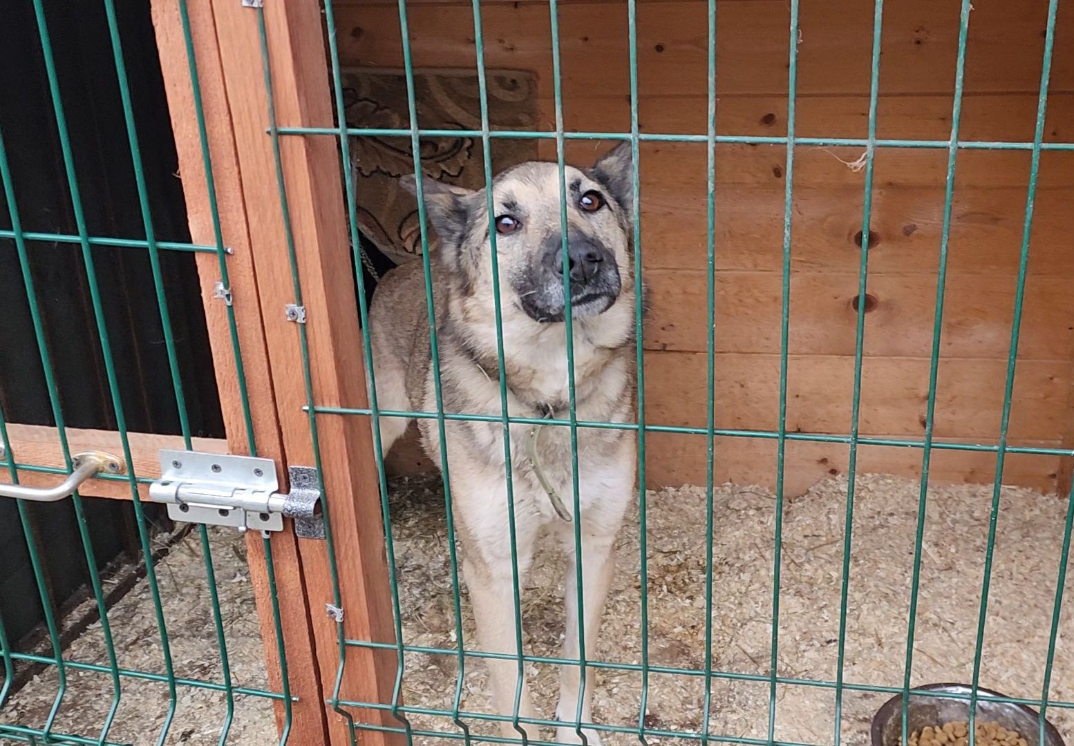 ногинск, приют для собак, собаки, ищем дом, муниципальный приют, вертикалки,