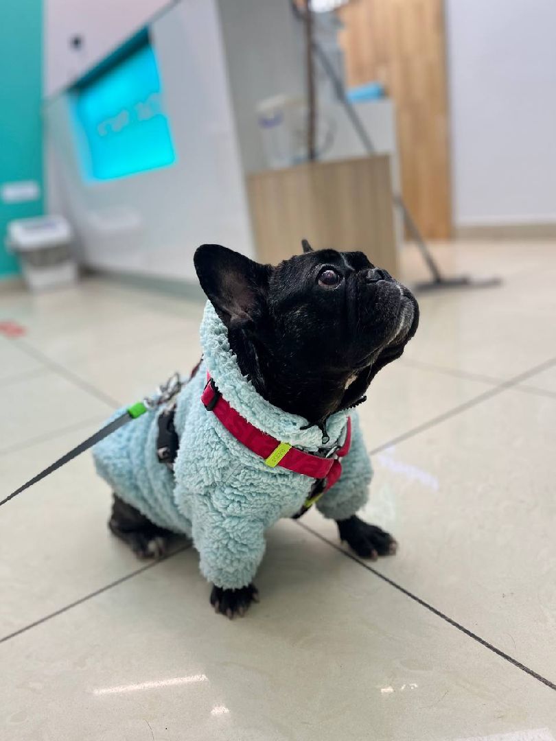 ногинск, приют для собак, собаки, ищем дом, муниципальный приют, вертикалки,