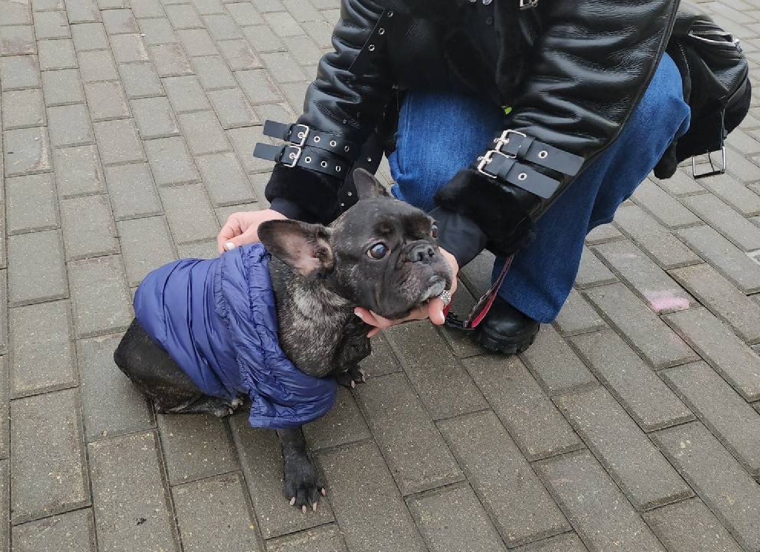 ногинск, приют для собак, собаки, ищем дом, муниципальный приют, вертикалки,