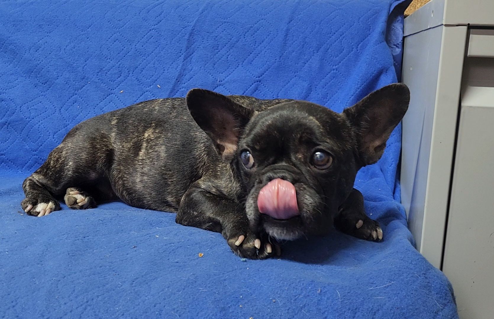 ногинск, приют для собак, собаки, ищем дом, муниципальный приют, вертикалки,