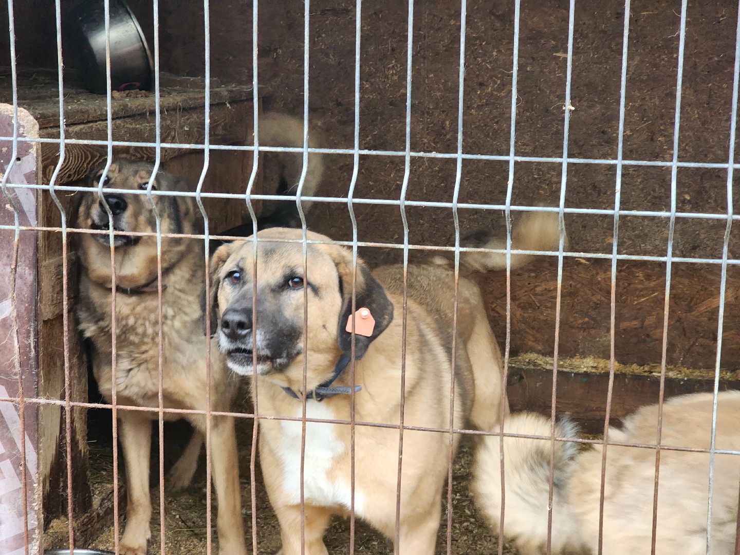 ногинск, приют для собак, собаки, ищем дом, муниципальный приют, вертикалки,