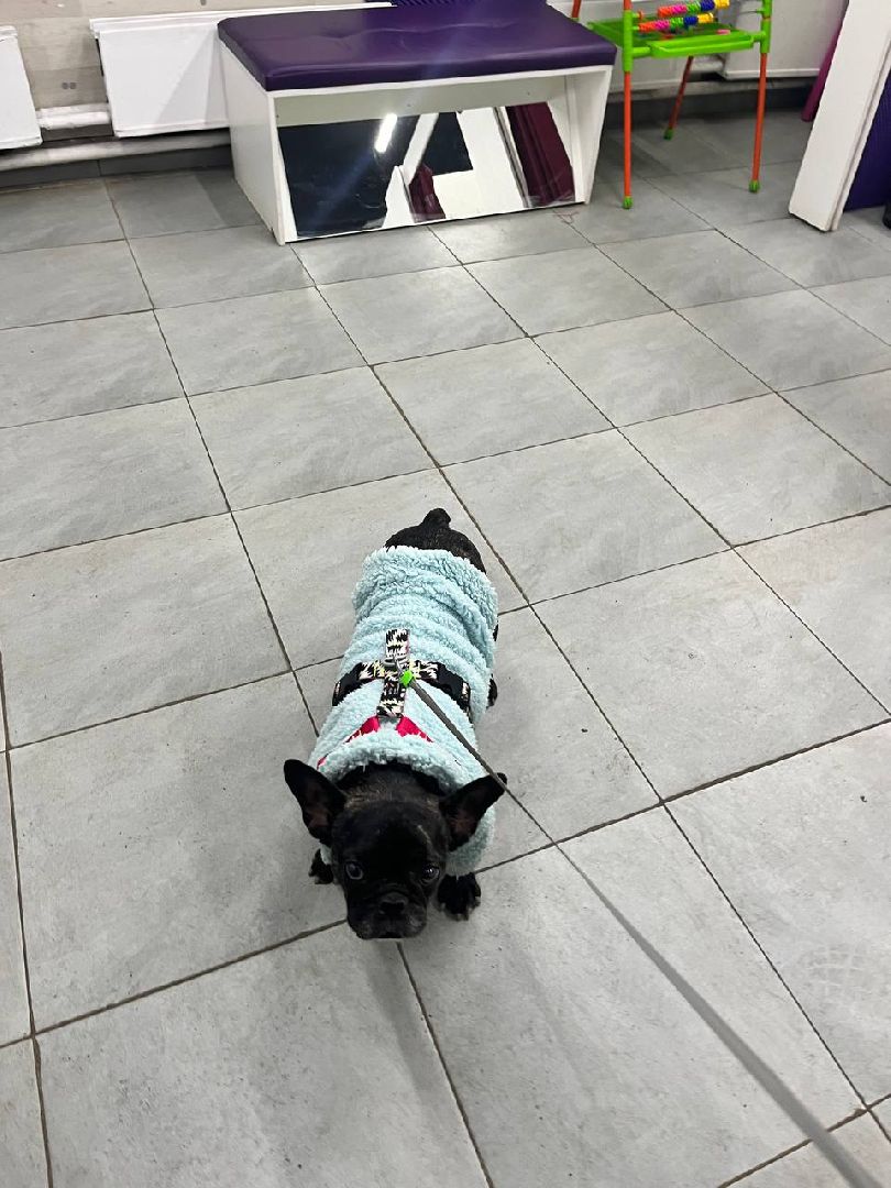 ногинск, приют для собак, собаки, ищем дом, муниципальный приют, вертикалки,