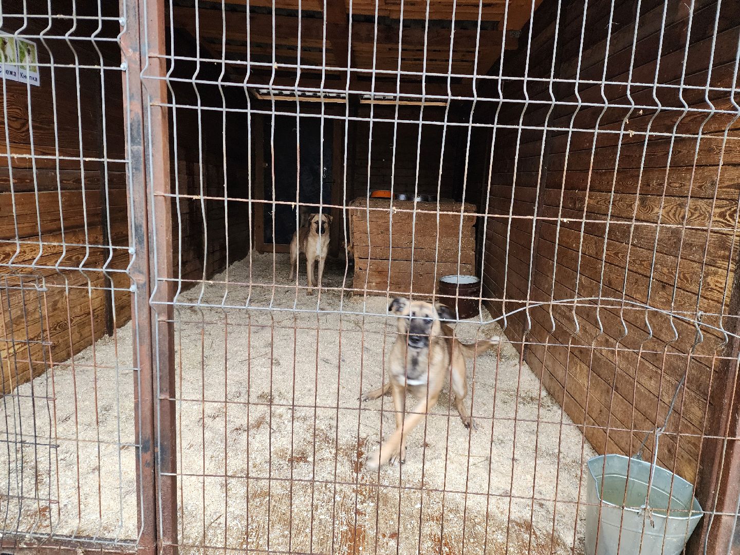 ногинск, приют для собак, собаки, ищем дом, муниципальный приют, вертикалки,