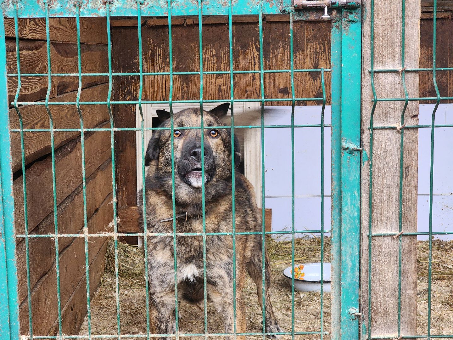 ногинск, приют для собак, собаки, ищем дом, муниципальный приют, вертикалки,