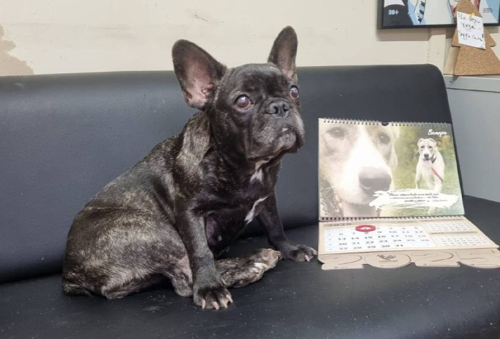 ногинск, приют для собак, собаки, ищем дом, муниципальный приют, вертикалки,