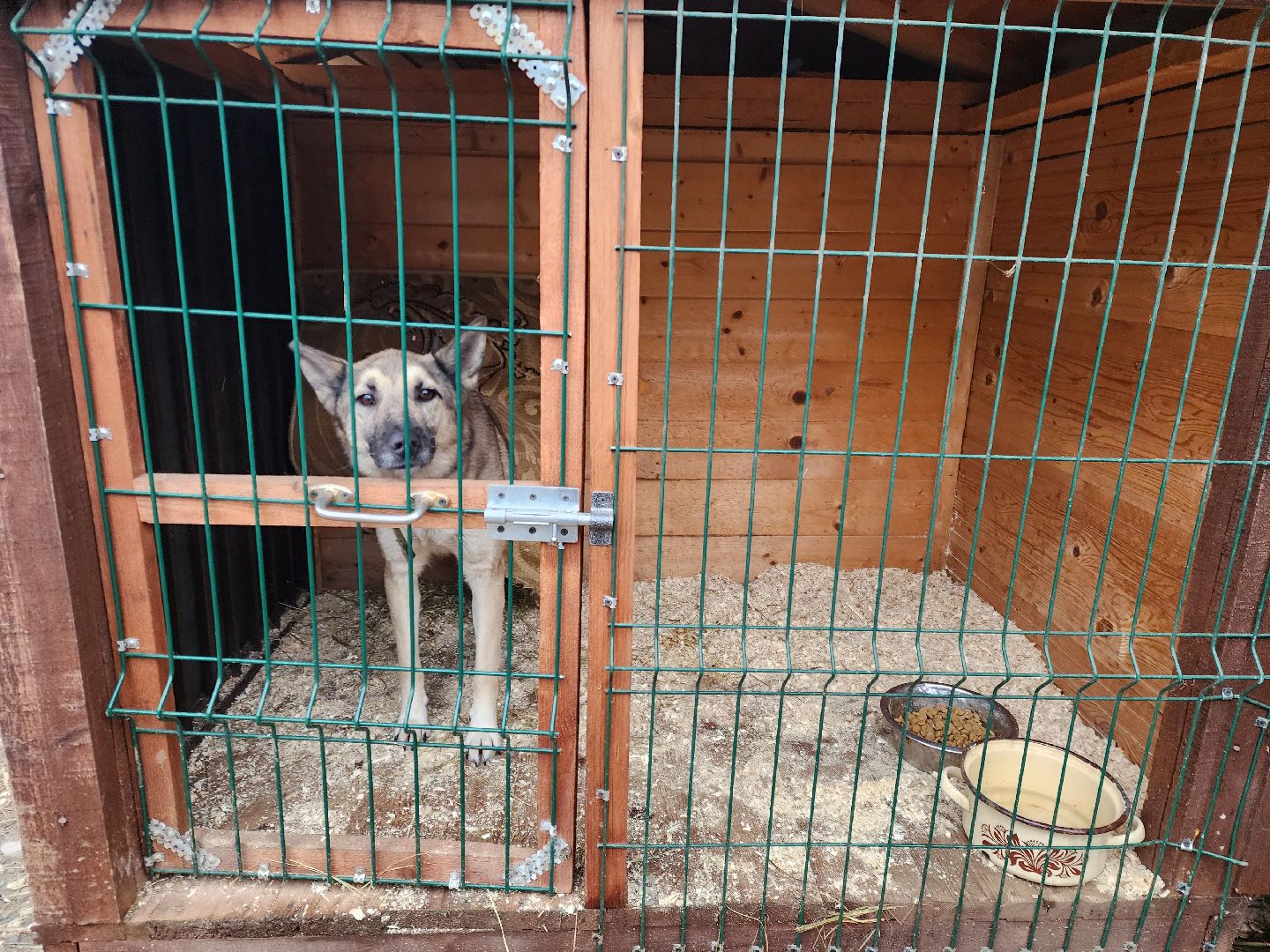 ногинск, приют для собак, собаки, ищем дом, муниципальный приют, вертикалки,