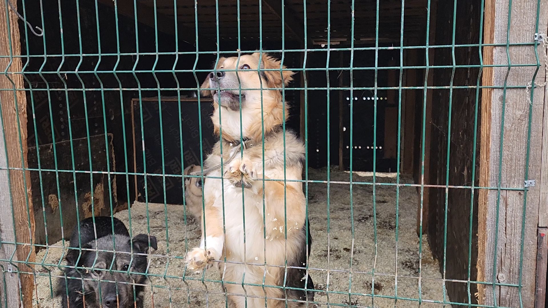 ногинск, приют для собак, собаки, ищем дом, муниципальный приют, вертикалки,