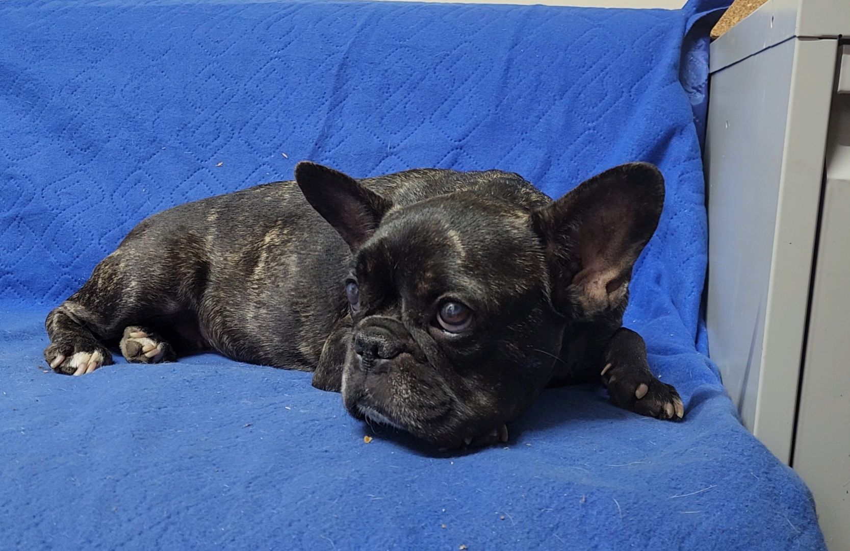 ногинск, приют для собак, собаки, ищем дом, муниципальный приют, вертикалки,