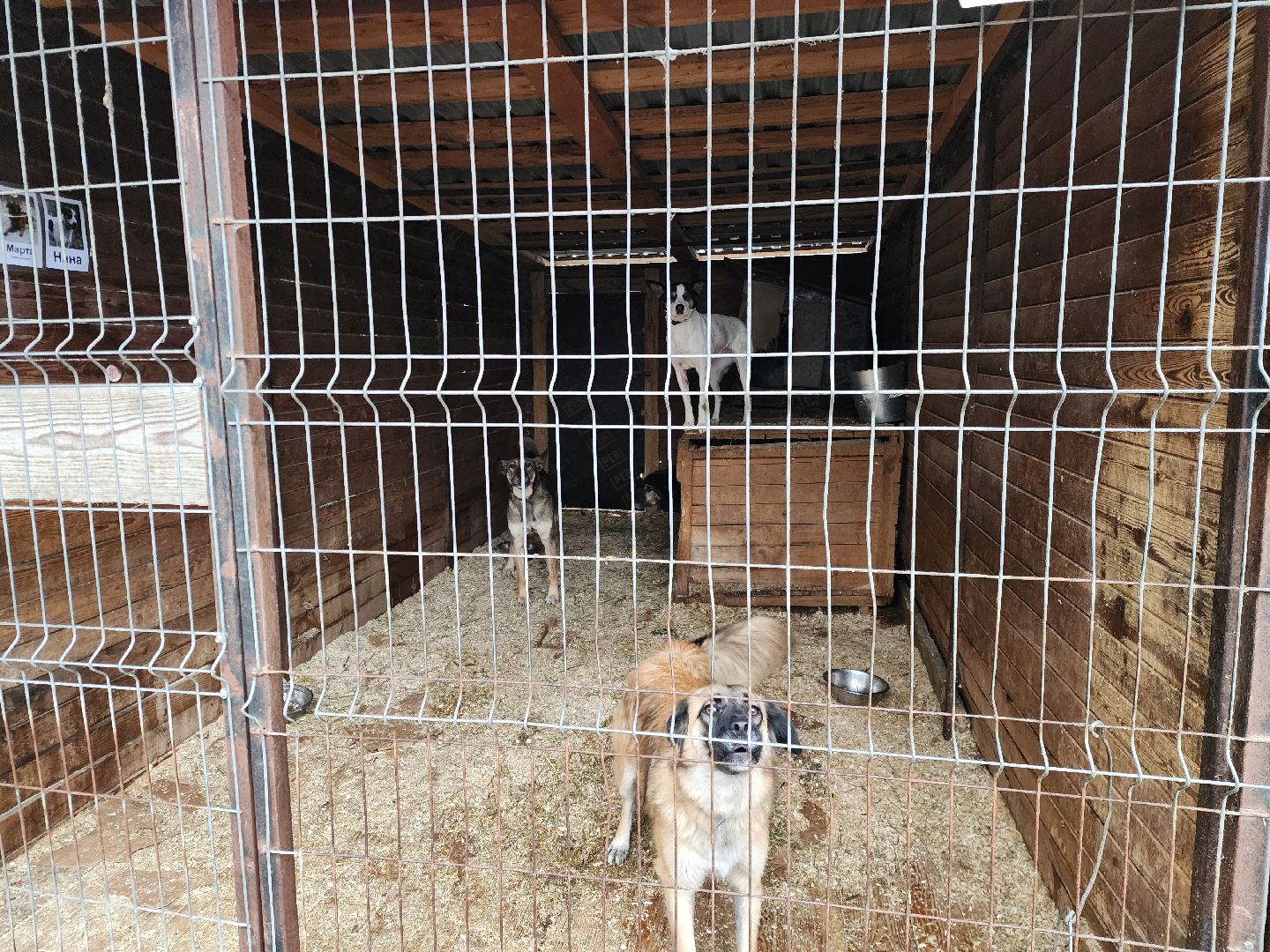 ногинск, приют для собак, собаки, ищем дом, муниципальный приют, вертикалки,