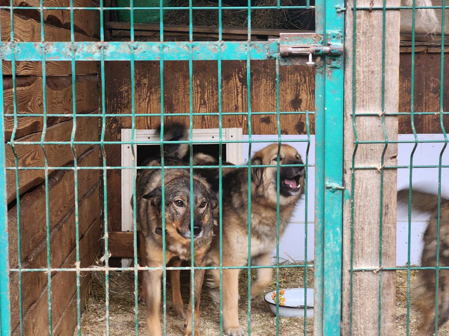 ногинск, приют для собак, собаки, ищем дом, муниципальный приют, вертикалки,