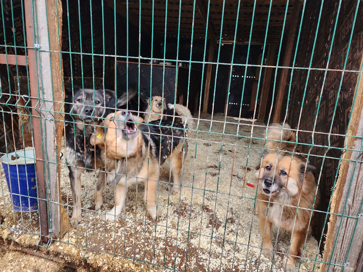 ногинск, приют для собак, собаки, ищем дом, муниципальный приют, вертикалки,