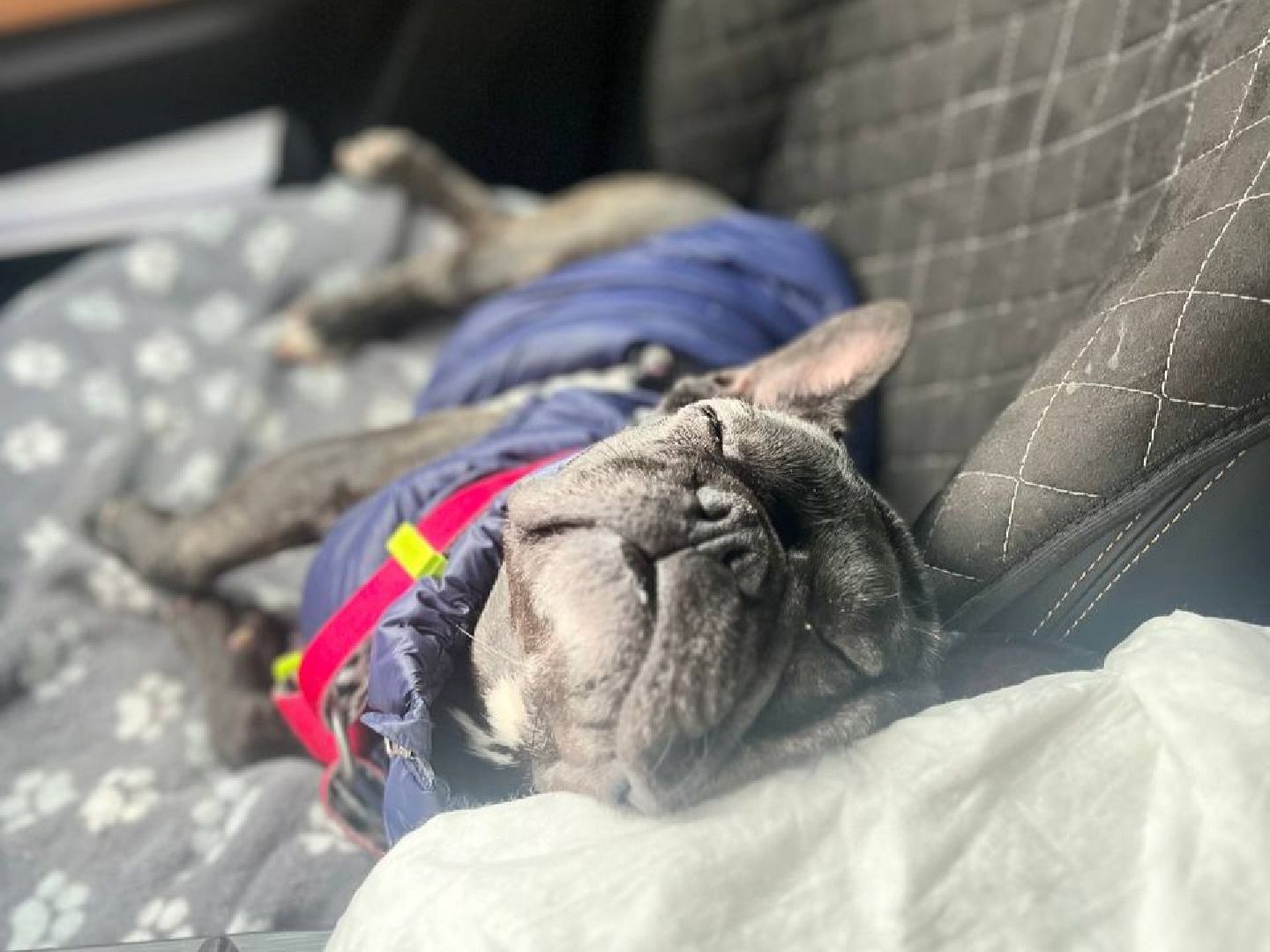 ногинск, приют для собак, собаки, ищем дом, муниципальный приют, вертикалки,