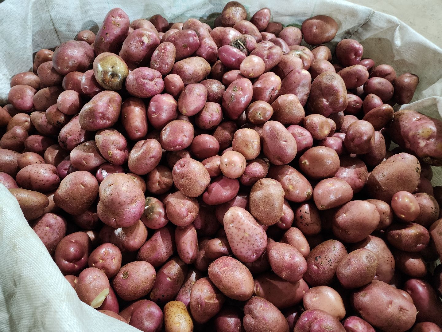 Егорьевск, Экономика, Подмосковье, овощехранилище, картофель, лесные дали, Московская область,