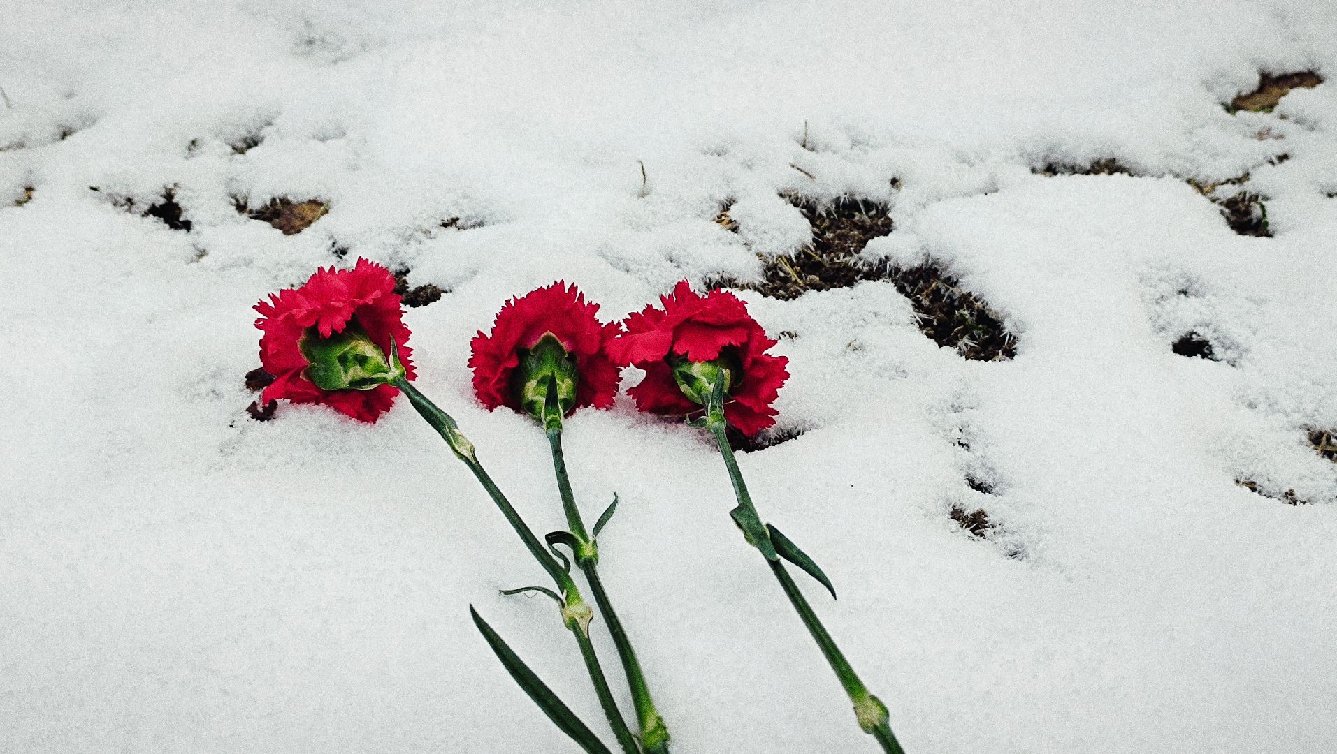 вахта памяти, лобня, битва за москву, вертикалки,