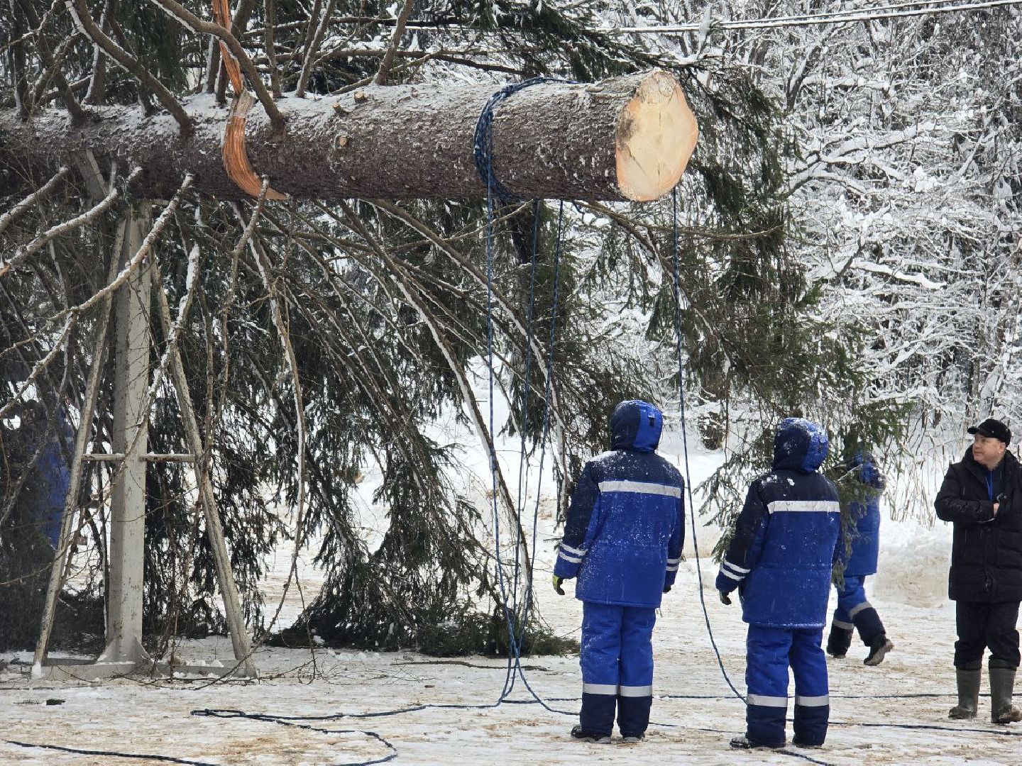 можайск, можайский городской округ, подмосковье, главная елка страны, новый год, праздник, кремль, соборная площадь, спил главной елки страны, московский кремль, вертикалки,