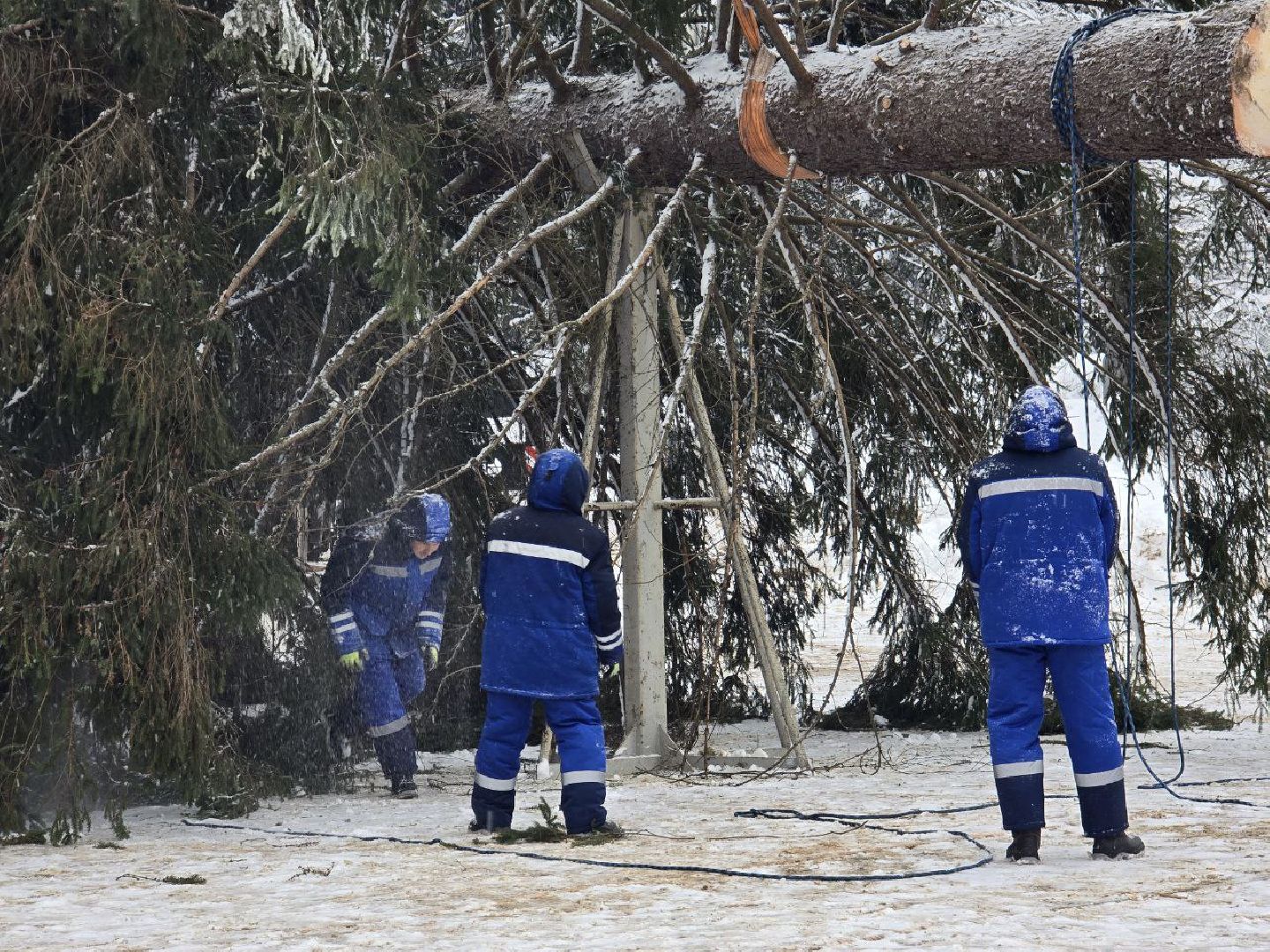 можайск, можайский городской округ, подмосковье, главная елка страны, новый год, праздник, кремль, соборная площадь, спил главной елки страны, московский кремль, вертикалки,