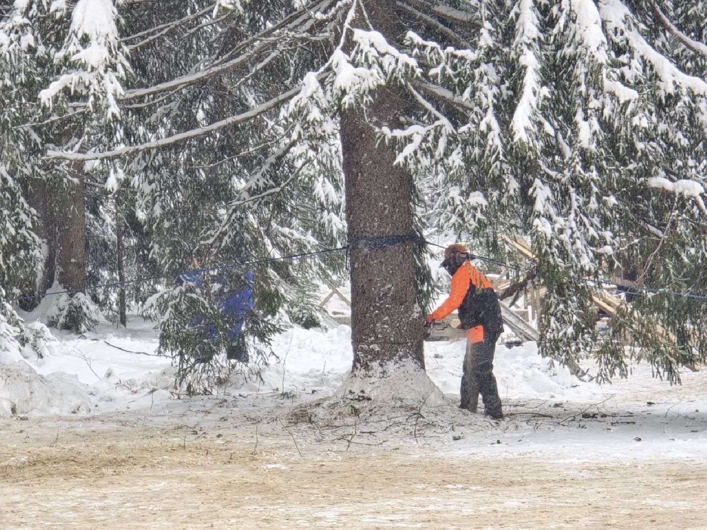 можайск, можайский городской округ, подмосковье, главная елка страны, новый год, праздник, кремль, соборная площадь, спил главной елки страны, московский кремль, вертикалки,