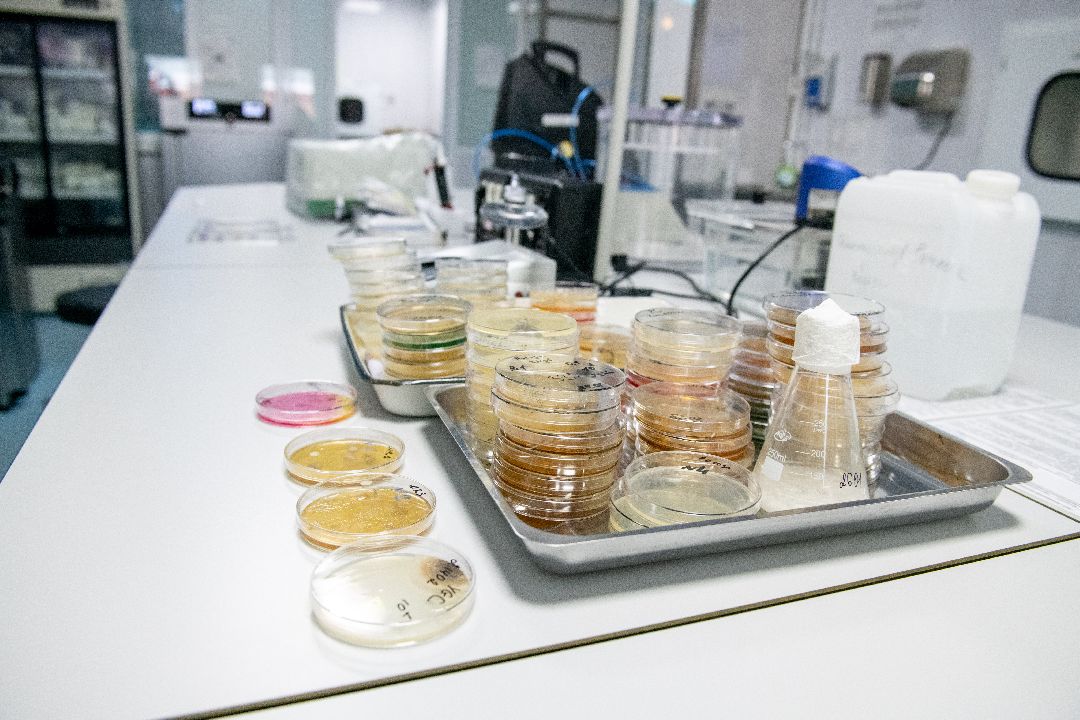 бизнес, закваска, Лыткарино, завод