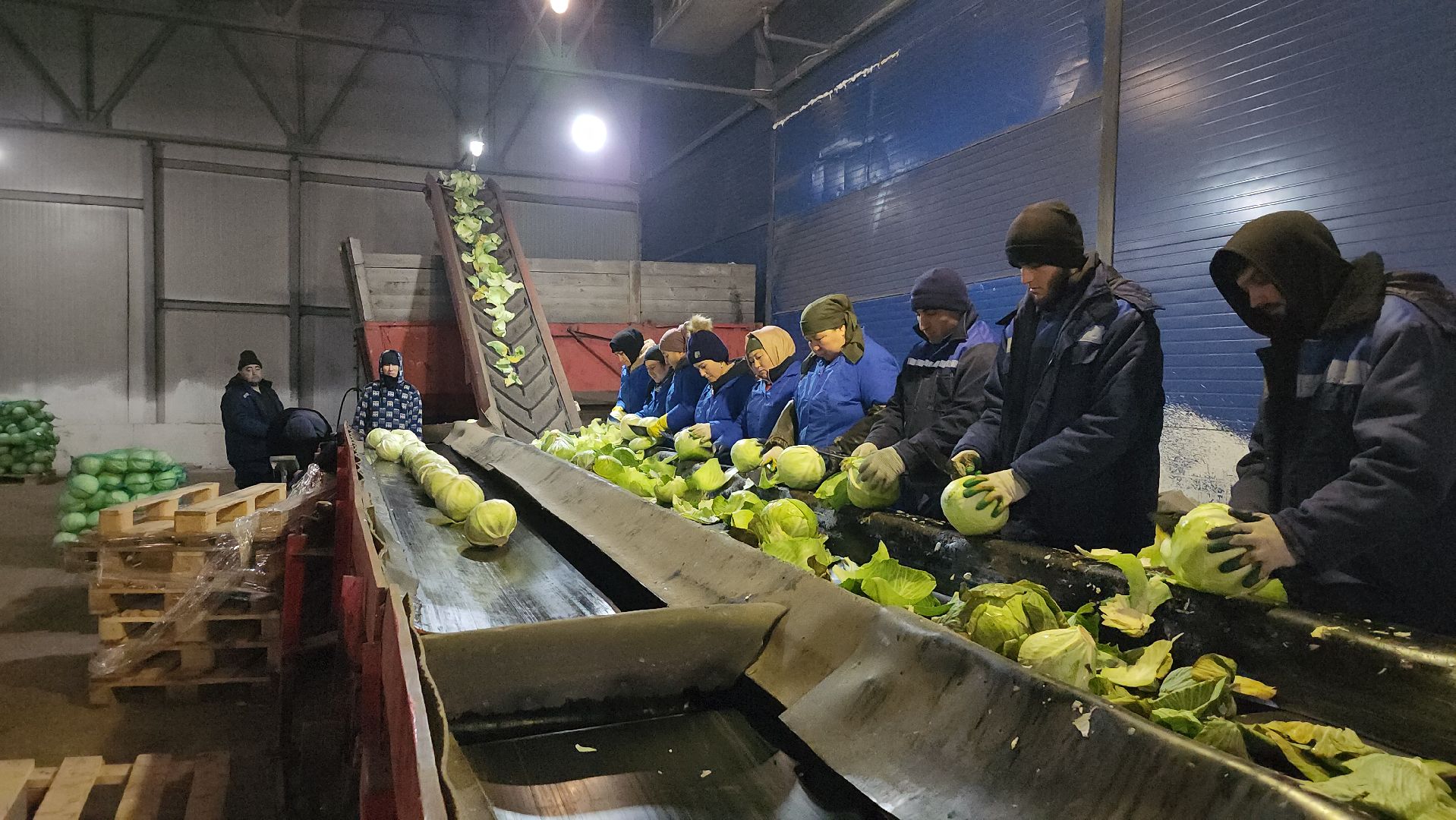 серпухов, ао дашковка, сельское хозяйство, овощная база, капуста,