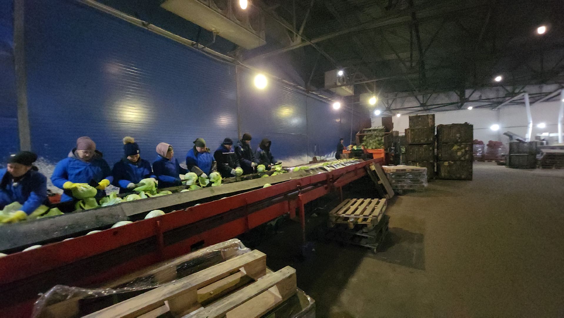 серпухов, ао дашковка, сельское хозяйство, овощная база, капуста,