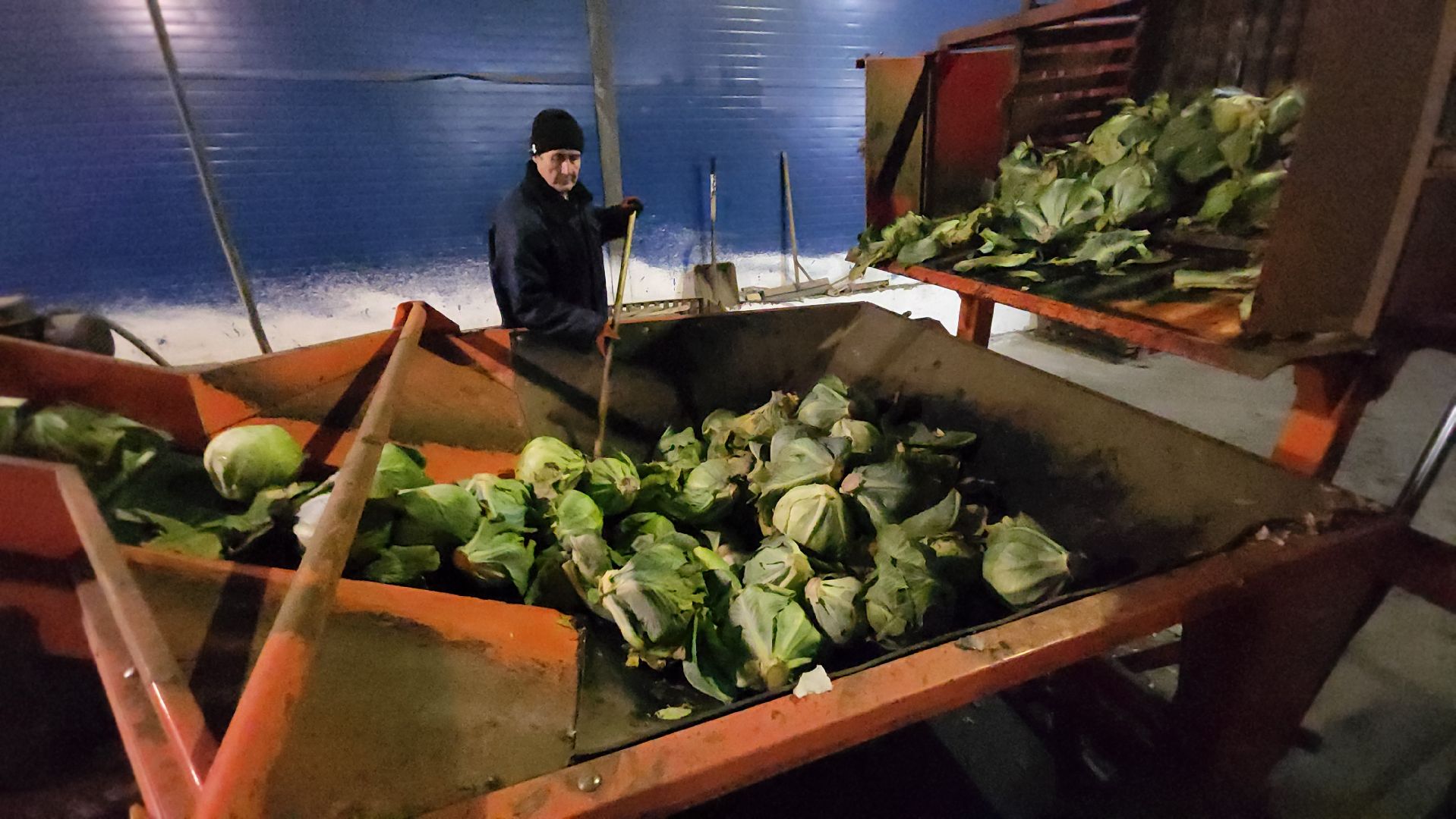 серпухов, ао дашковка, сельское хозяйство, овощная база, капуста,