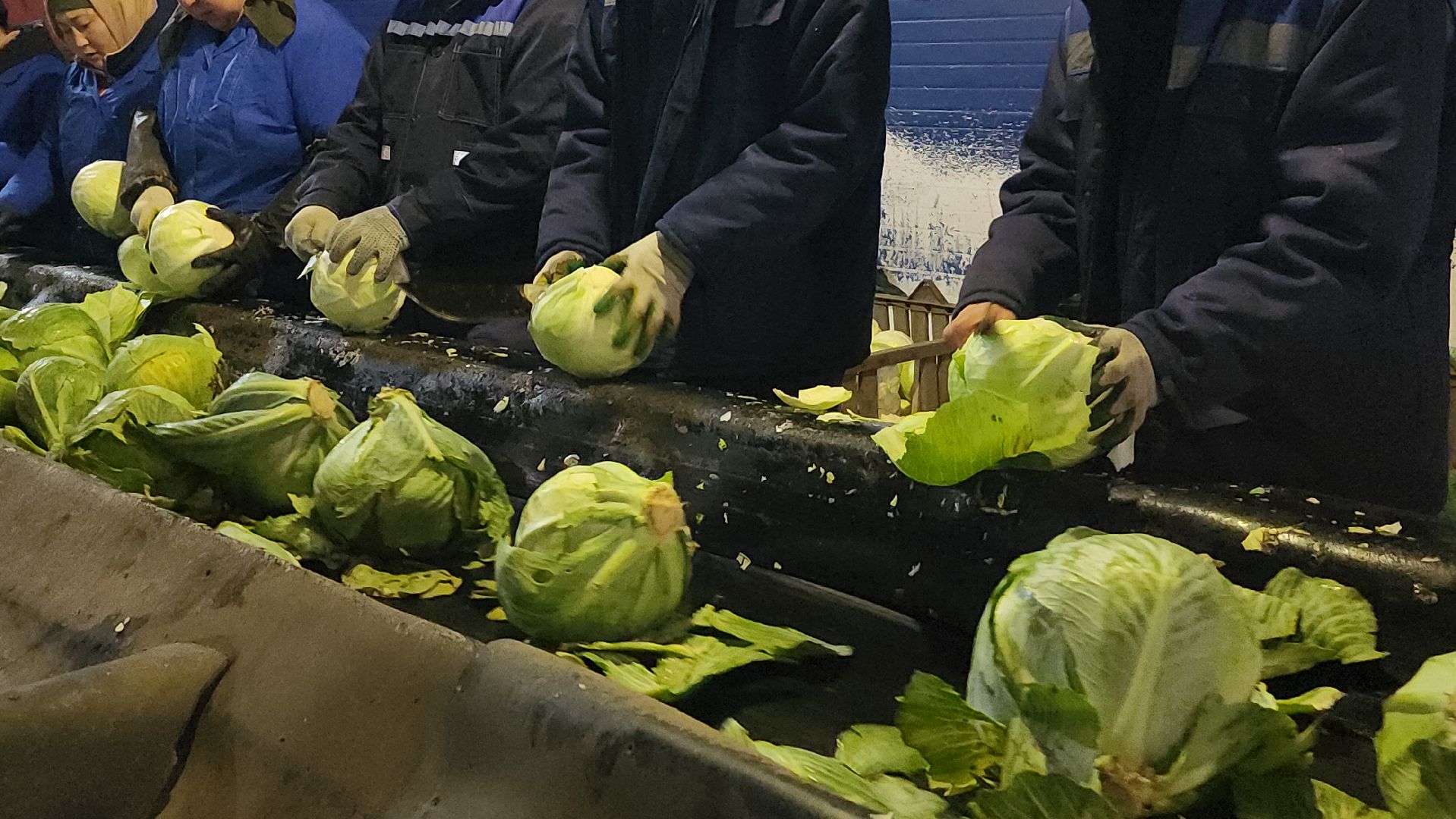 серпухов, ао дашковка, сельское хозяйство, овощная база, капуста,