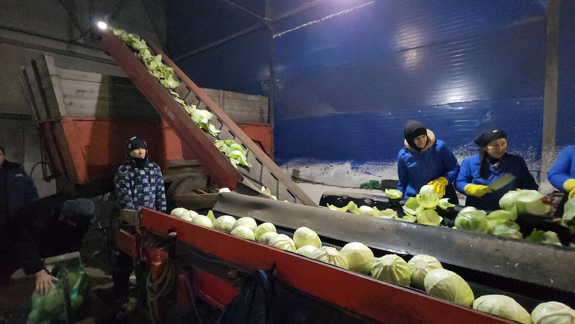 серпухов, ао дашковка, сельское хозяйство, овощная база, капуста,