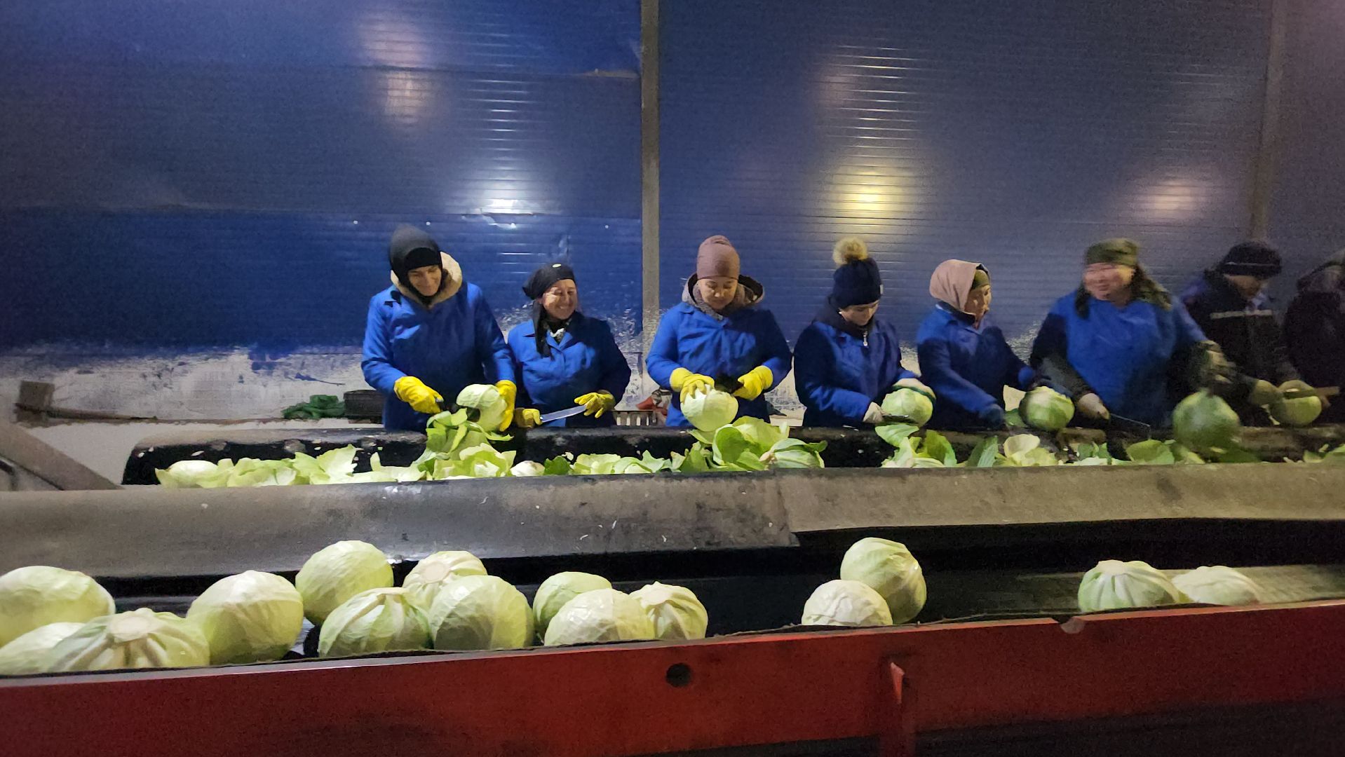 серпухов, ао дашковка, сельское хозяйство, овощная база, капуста,