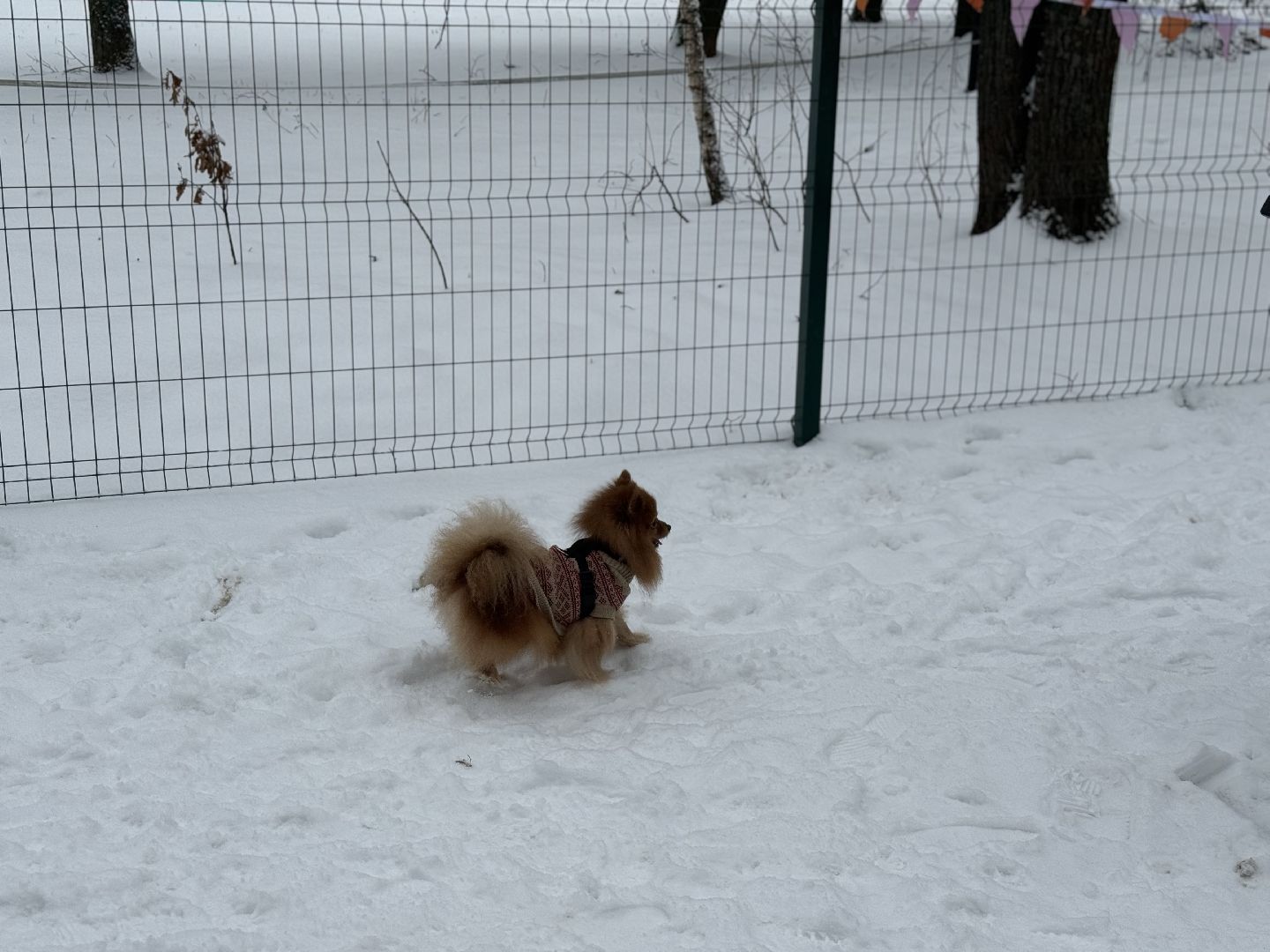 Кинологическая площадка, музей-заповедник горки ленинские, площадка для собак, четвероногий друг, Компания Четыре лапы,