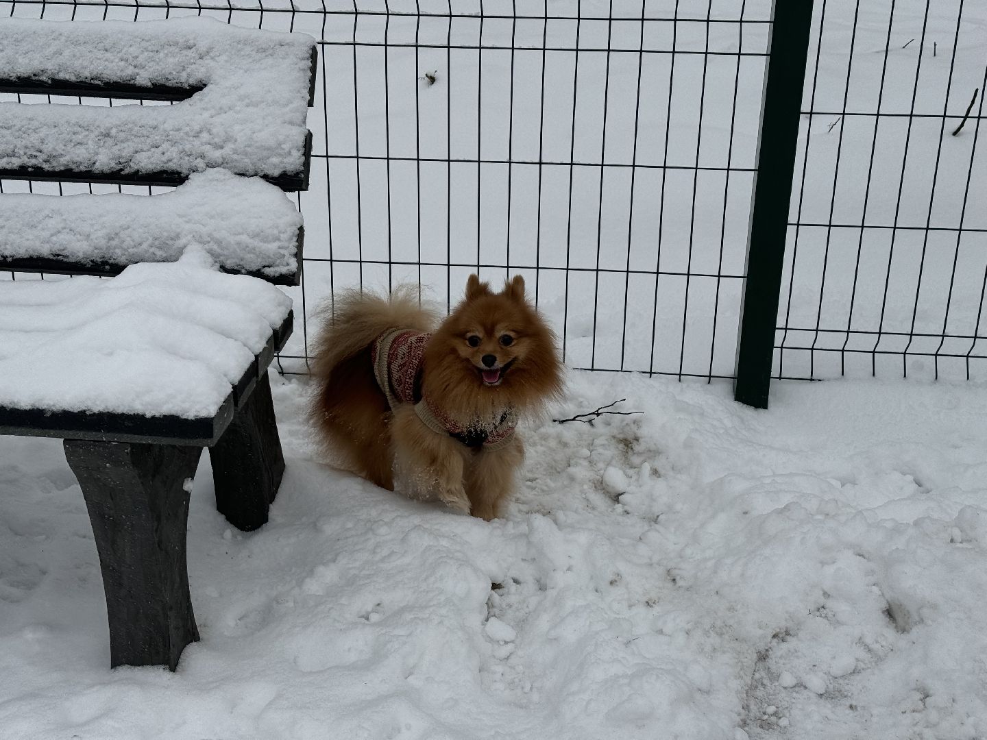Кинологическая площадка, музей-заповедник горки ленинские, площадка для собак, четвероногий друг, Компания Четыре лапы,