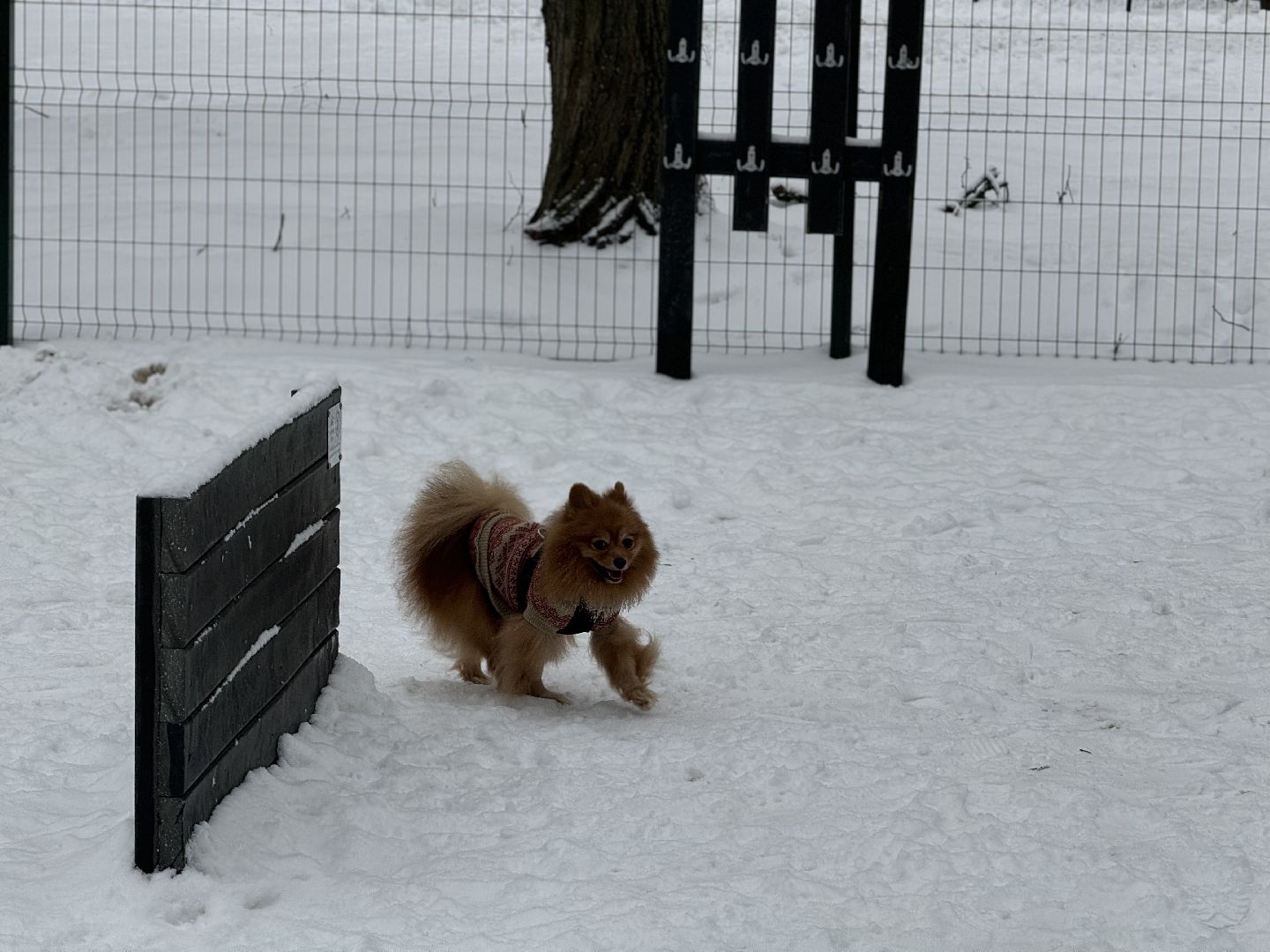 Кинологическая площадка, музей-заповедник горки ленинские, площадка для собак, четвероногий друг, Компания Четыре лапы,