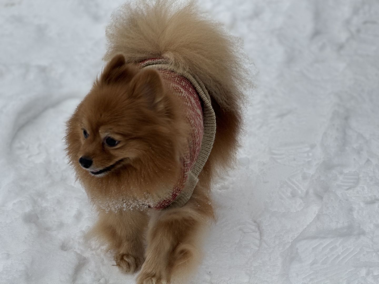 Кинологическая площадка, музей-заповедник горки ленинские, площадка для собак, четвероногий друг, Компания Четыре лапы,