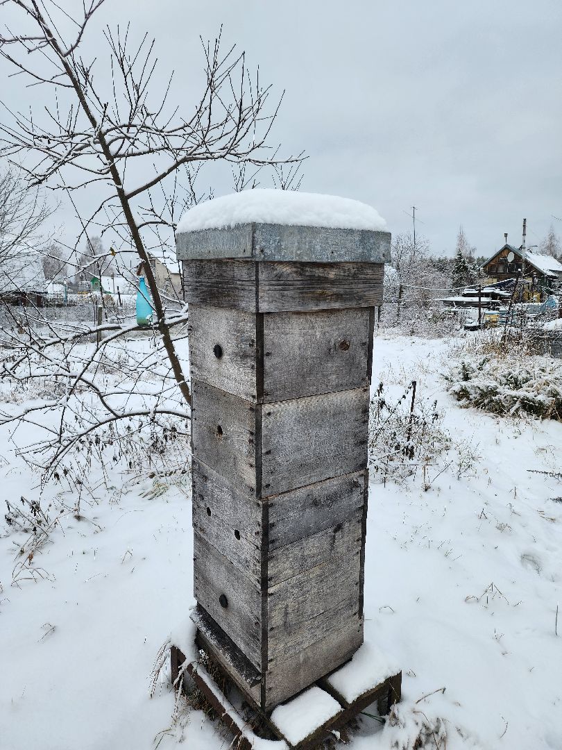 шатура, мёд, дети, зима, общество, Обшество дети,