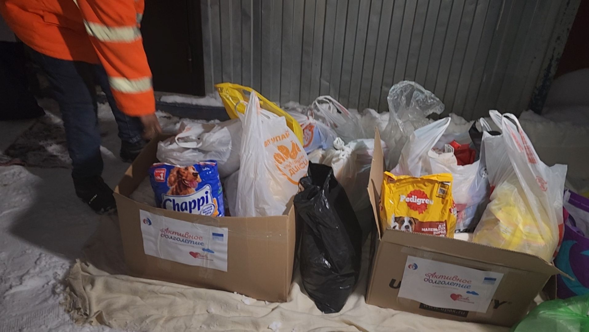 приют для животных, собаки, помощь,