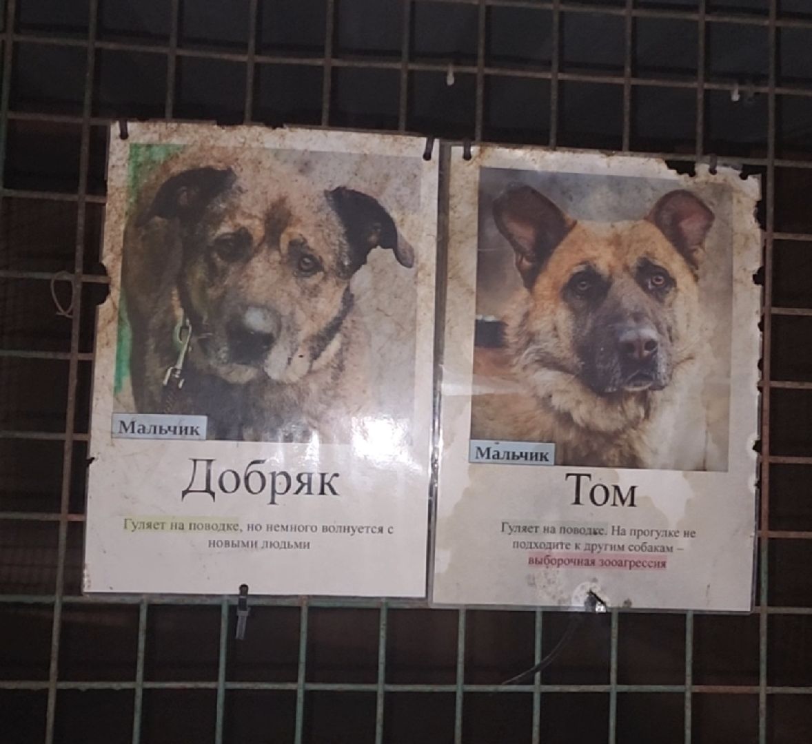 приют для животных, собаки, помощь,