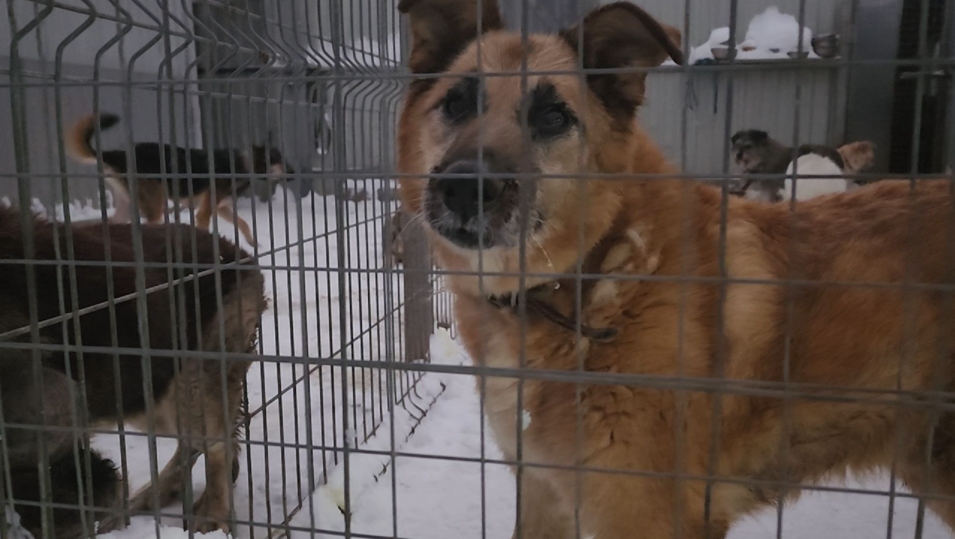 приют для животных, собаки, помощь,