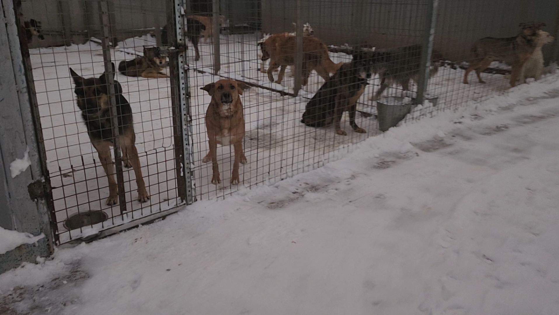 приют для животных, собаки, помощь,