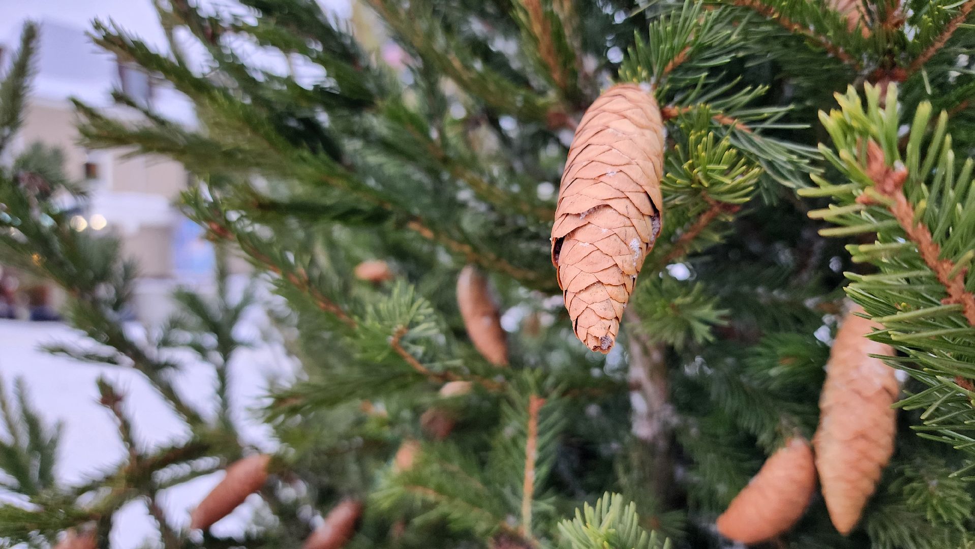 украшение города, новогодние украшения, Новый год, Ногинск, Богородский городской округ, вертикалки
