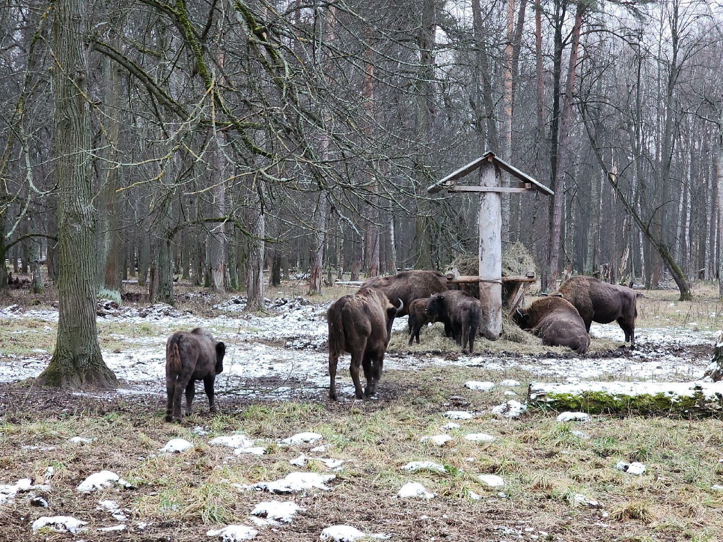 серпухов, подмосковье, приокско-террасный заповедник, зубры, туризм в подмосковье,