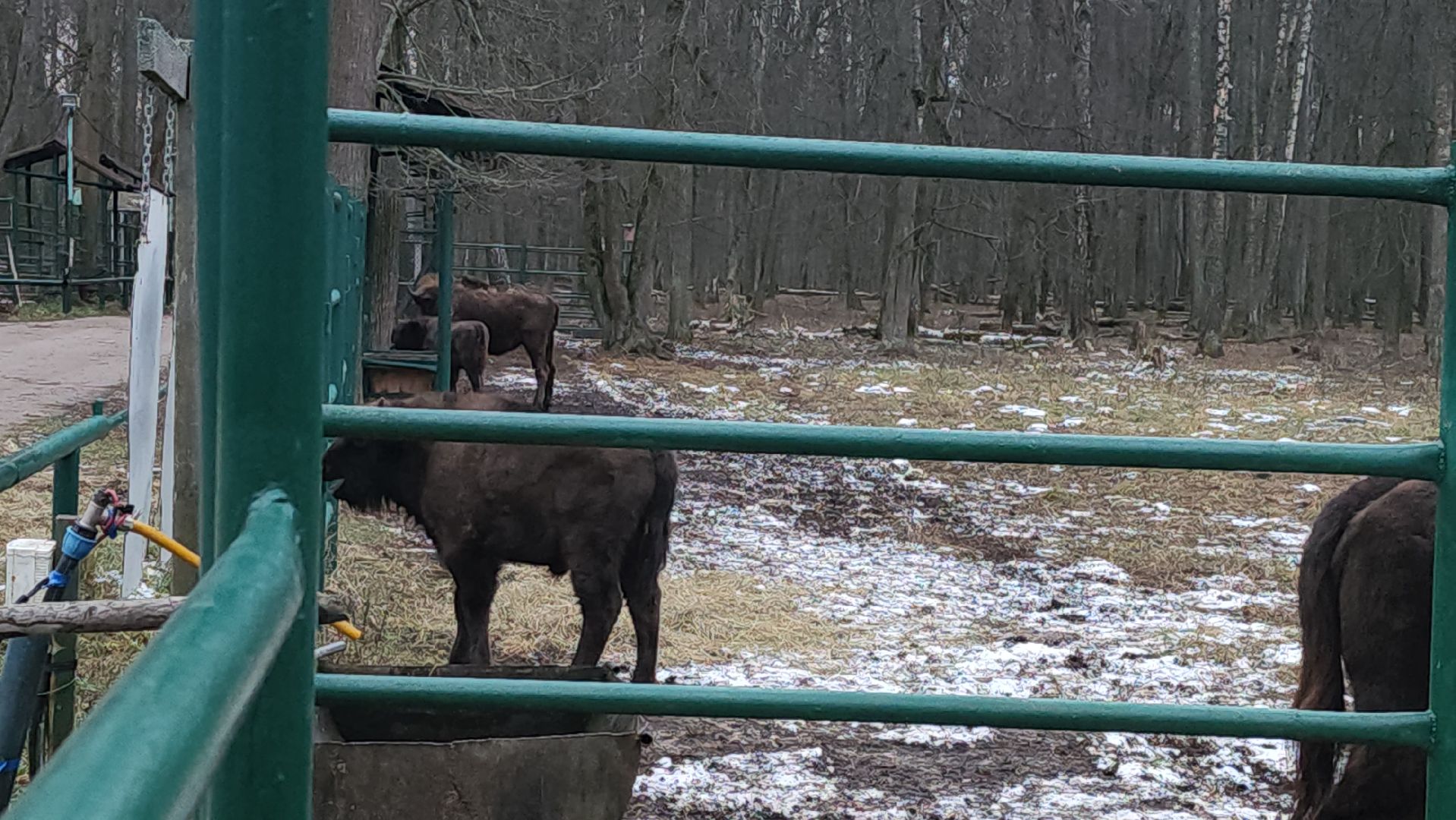 серпухов, подмосковье, приокско-террасный заповедник, зубры, туризм в подмосковье,