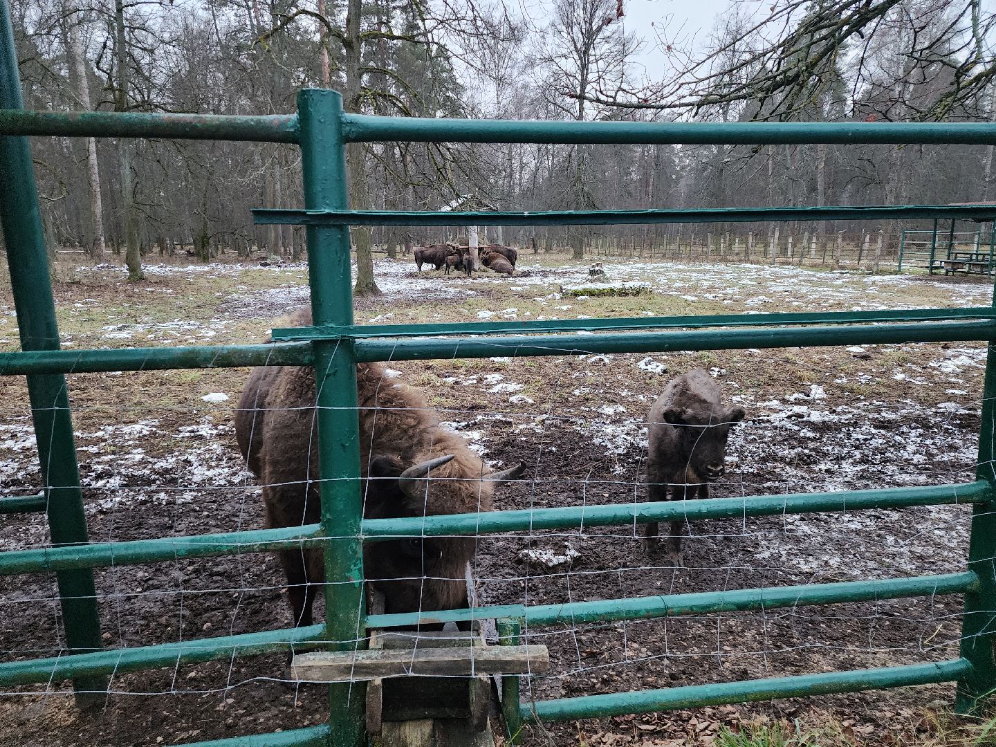 серпухов, подмосковье, приокско-террасный заповедник, зубры, туризм в подмосковье,