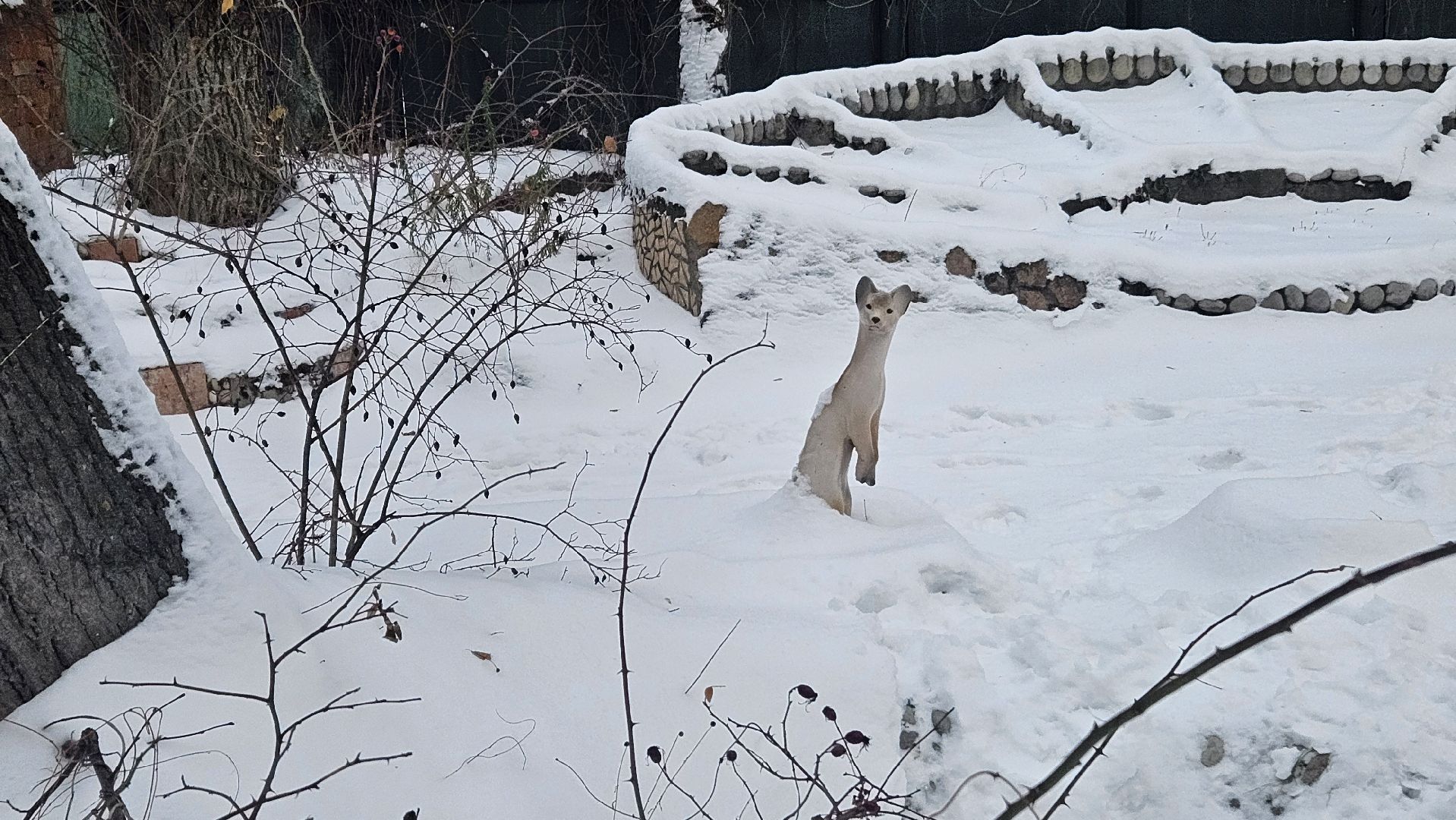 полиция, Детский сад, Жуковский,